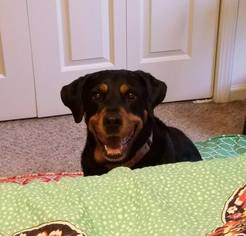Rottweiler Dogs for adoption in Durham, NC, USA