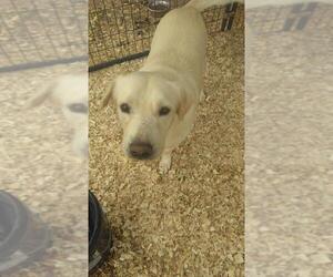 Chesador Dogs for adoption in Pandora, TX, USA
