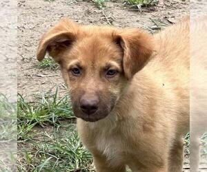 Retriever -Unknown Mix Dogs for adoption in Yardley, PA, USA
