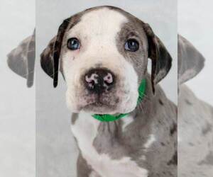 Bulldog-Unknown Mix Dogs for adoption in Kennesaw, GA, USA