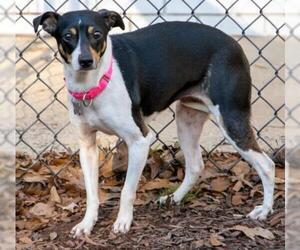 Jack-Rat Terrier Dogs for adoption in Kennesaw, GA, USA