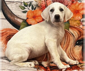 Labrenees Dogs for adoption in Pryor, OK, USA