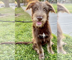 Miniature Schnauzer-Poodle (Miniature) Mix Dogs for adoption in Okolona, MS, USA