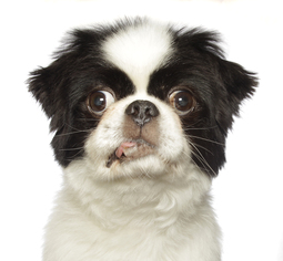 Japanese Chin Dogs for adoption in Oakland Park, FL, USA