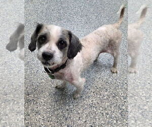 Shih Tzu Dogs for adoption in Sayreville, NJ, NJ, USA