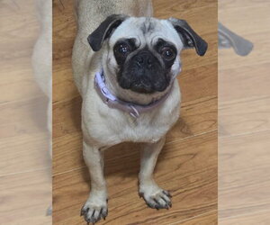 Pug Dogs for adoption in Alexander, AR, USA