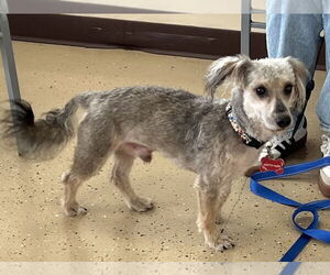 Dachshund-Unknown Mix Dogs for adoption in Mundelein, IL, USA