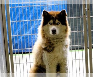 Alaskan Malamute Dogs for adoption in Orange, CA, USA