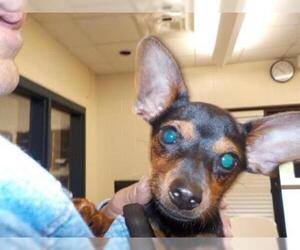 Chiweenie Dogs for adoption in Temple, TX, USA