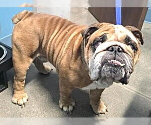 Bulldog Dogs for adoption in Houston, TX, USA