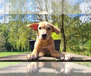 Boxador Dogs for adoption in Find us on Facebook- MARS of Illinois, Murphysboro, IL, USA