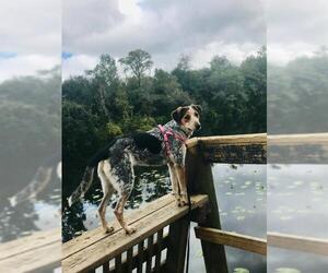 Coonhound Dogs for adoption in Sanderson, FL, USA