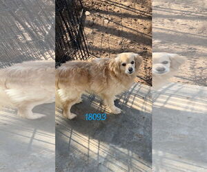 Spaniel-Unknown Mix Dogs for adoption in Chico, CA, USA