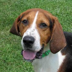 Medium Photo #1 Treeing Walker Coonhound Puppy For Sale in Madison, IN, USA