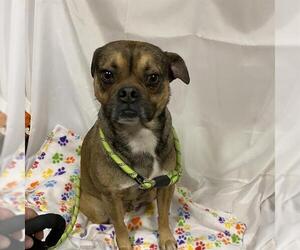 Pug-Unknown Mix Dogs for adoption in Modesto, CA, USA