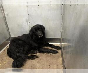 Mutt Dogs for adoption in San Bernardino, CA, USA