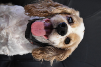 Cocker Spaniel Dogs for adoption in Gulfport, MI, USA
