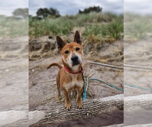 Small Chow Chow-Shiba Inu Mix