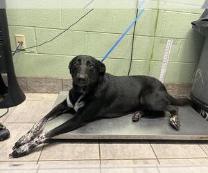 Shepradors Dogs for adoption in Grand Prairie, TX, USA