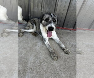 Aussiedoodle Dogs for adoption in Corning, AR, USA
