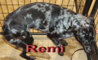 Catahoula Leopard Dog-Unknown Mix Dogs for adoption in Coleman, TX, USA