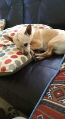 Chihuahua Dogs for adoption in Katy, TX, USA