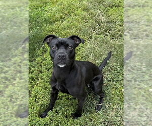 French Bulloxer Dogs for adoption in Lee's Summit, MO, USA