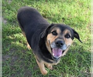 Rottweiler-Unknown Mix Dogs for adoption in Inverness, FL, USA