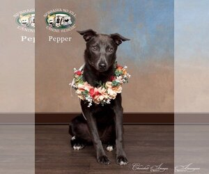 Australian Kelpie-Unknown Mix Dogs for adoption in Lincoln, NE, USA