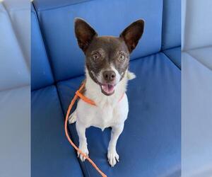 Rat-Cha Dogs for adoption in Mission Viejo, CA, USA