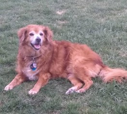 Mutt Dogs for adoption in Eldora, IA, USA