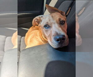 German Shepherd Dog-Unknown Mix Dogs for adoption in Muskegon, MI, USA