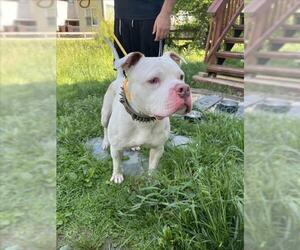 American Pit Bull Terrier Dogs for adoption in Derwood, MD, USA