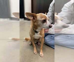 Chihuahua-Unknown Mix Dogs for adoption in Calgary, Alberta, Canada