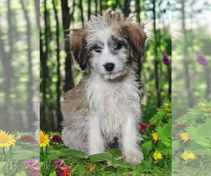 Poodle (Standard)-Spaniel Mix Dogs for adoption in Anchorage, AK, USA
