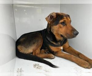 German Shepherd Dog-Unknown Mix Dogs for adoption in Houston, TX, USA