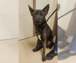 German Shepherd Dog Dogs for adoption in Decatur, IL, USA