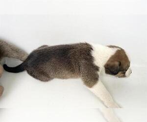 Labrador Retriever Dogs for adoption in Houston, TX, USA