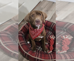 Chocolate Labrador retriever-Unknown Mix Dogs for adoption in Mt. Laurel, NJ, USA