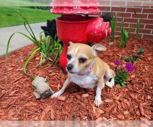 Chihuahua Dogs for adoption in Knoxville, IA, USA