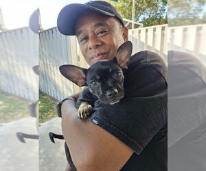 French Bullhuahua Dogs for adoption in Fremont, CA, USA