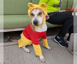 Mutt Dogs for adoption in Chester, VA, USA