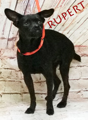 Medium Photo #1 Chug Puppy For Sale in Griffin, GA, USA