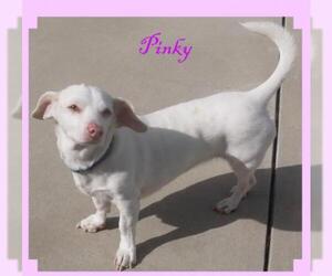 Dachshund-Jack Russell Terrier Mix Dogs for adoption in Tehachapi, CA, USA
