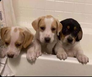 Beagle Dogs for adoption in Newport, KY, USA
