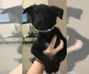 Labrador Retriever-Unknown Mix Dogs for adoption in Conroe, TX, USA