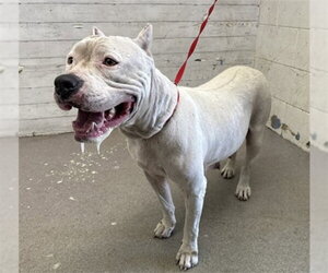 Argentinian Mastiff-Unknown Mix Dogs for adoption in San Bernardino, CA, USA