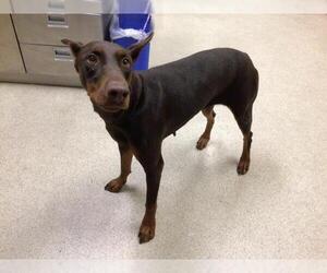 Doberman Pinscher Dogs for adoption in Riverside, CA, USA