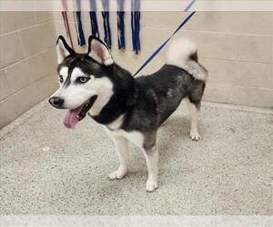 Siberian Husky Dogs for adoption in Conroe, TX, USA