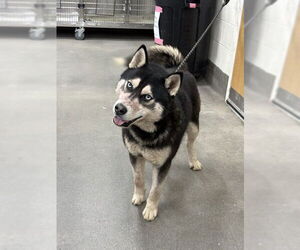 Medium Photo #1 Siberian Husky Puppy For Sale in Forestville, MD, USA